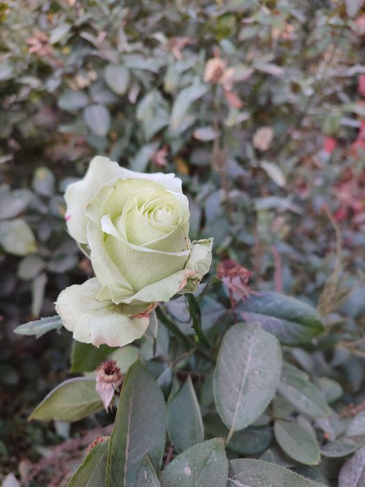 Atirgul qizil sariq oq