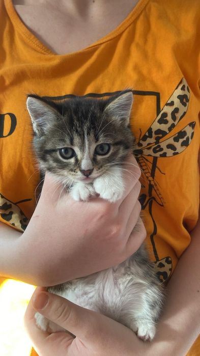 Отдам котят бесплатно