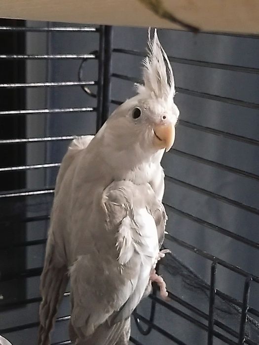 Кореллы безщекие