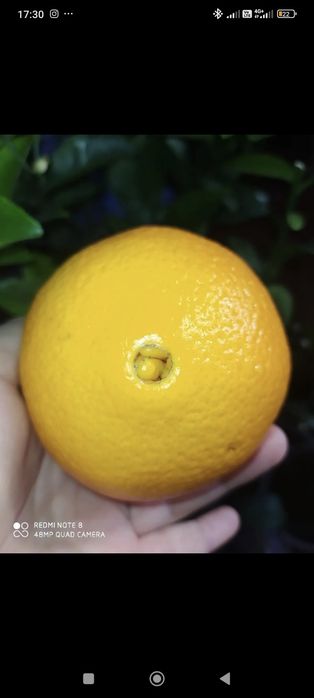 Лимон аркобалено апельсин плодоносящие