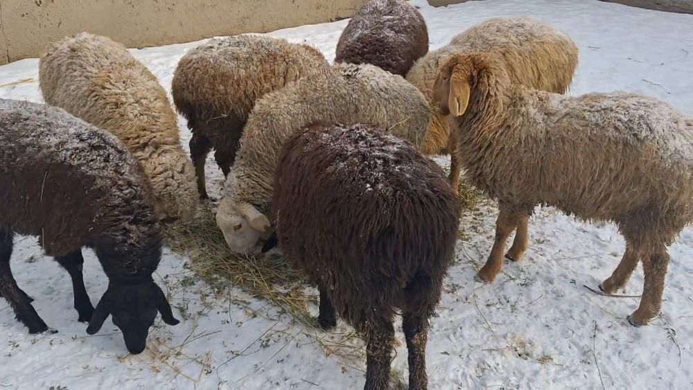 Семиз токтылар сатылады