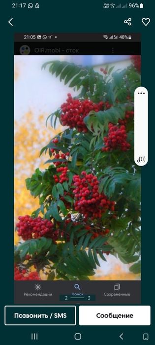 Альбиция Альбиция ленкоранская