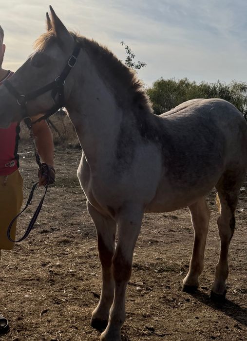 Mânză de vânzare bună