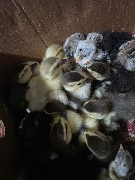 Boboci de gâscă si de rață leșească