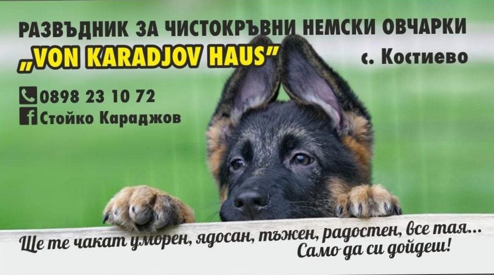 Превоз на домашни любимци в България