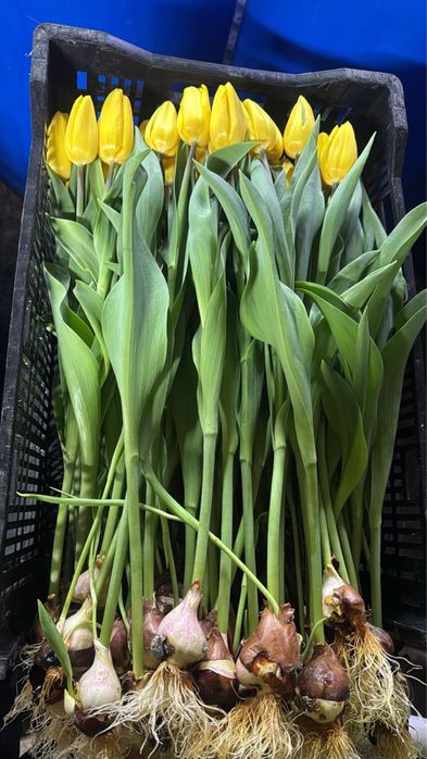 Тюльпаны крупные для коллег на 8 марта