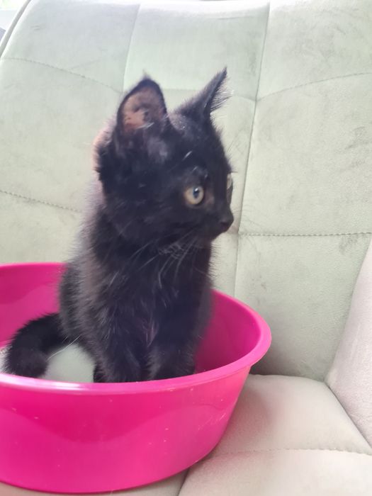 Отдам котёнка в хорошие руки