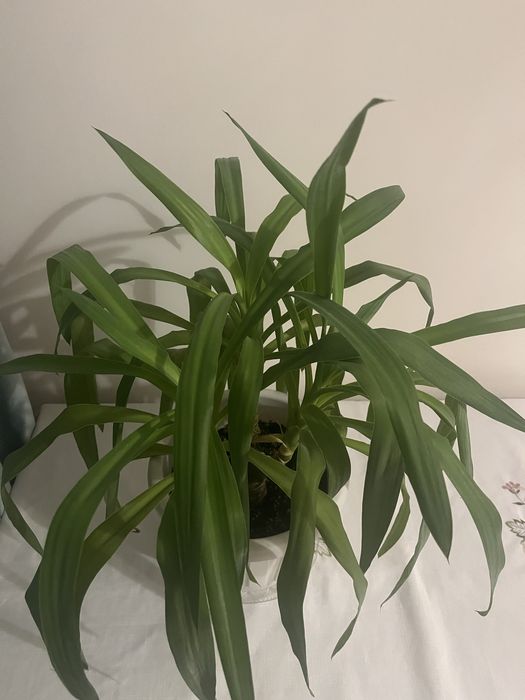 Маленькая пальма