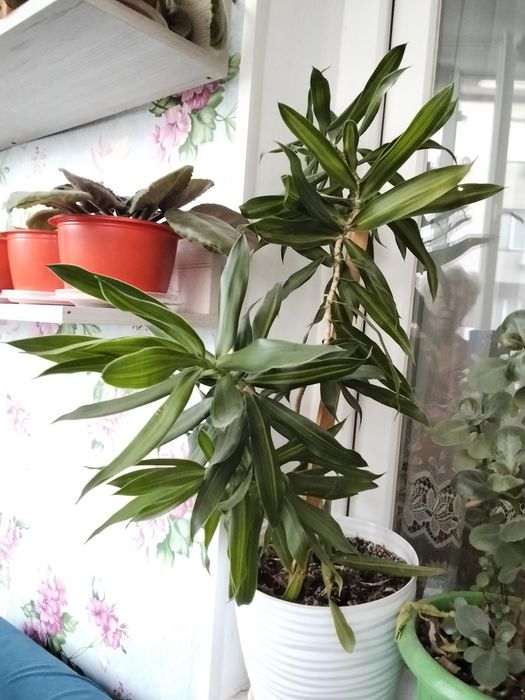 Продается красивый зелёный цветок