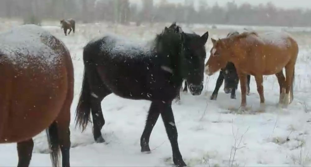 Продам табун лошадей