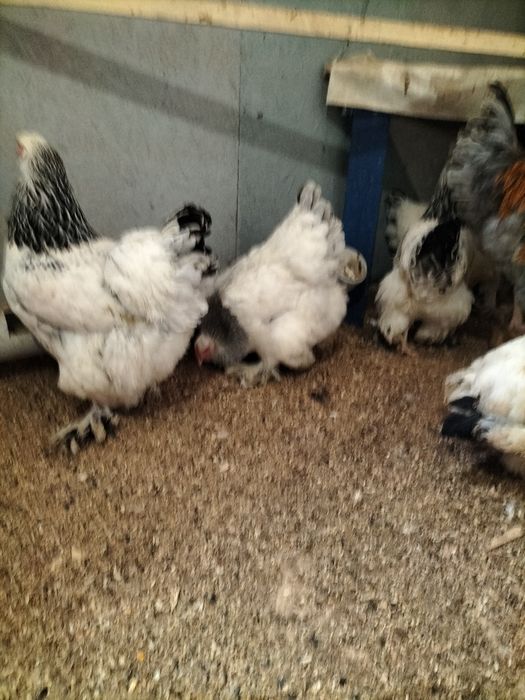 Продаю куры брама