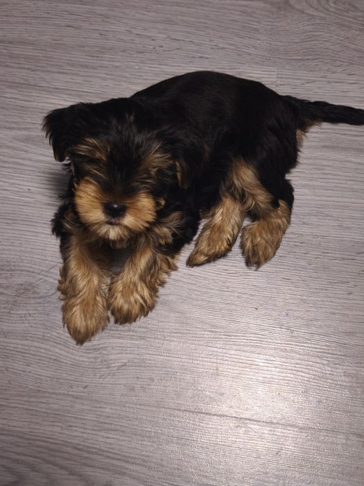 Продавам йоркширски териер