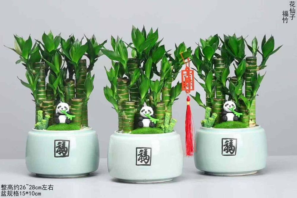 Tabiiy gullar табиий гуллар tuvaklar тувак гаршок  удабрения дорилар