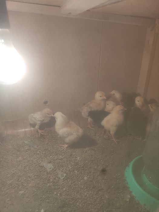 Ломан кучин балапандары