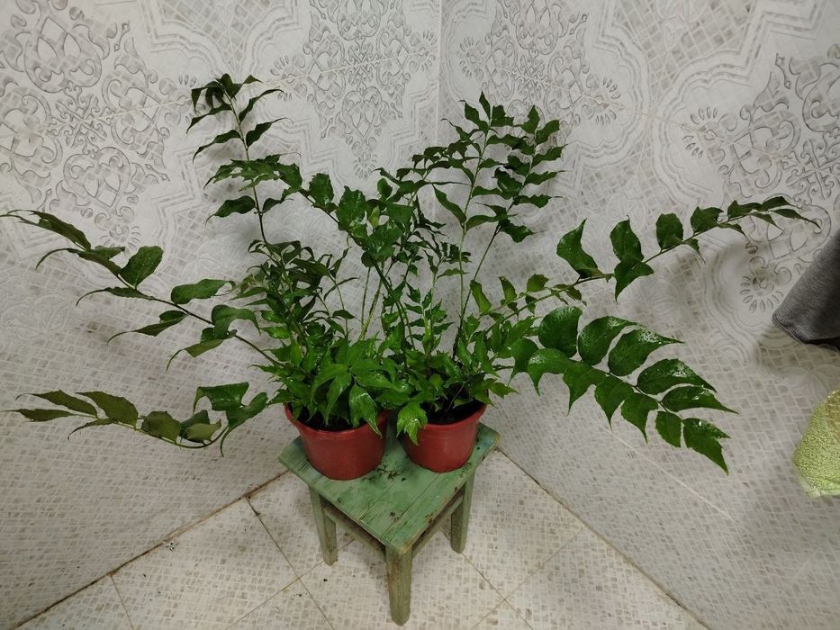 Комнатные растения, цветы, Honaki gullar, Гуллар сотилади
