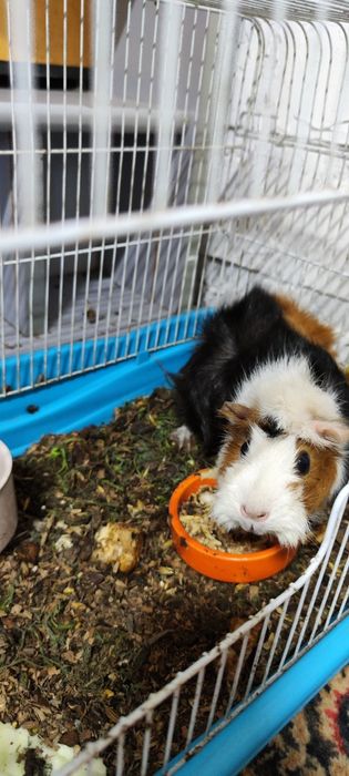 Морская свинка розетка