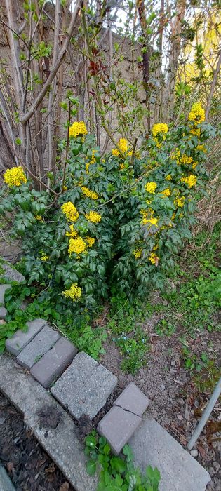 Магония подуболистная,кустарник