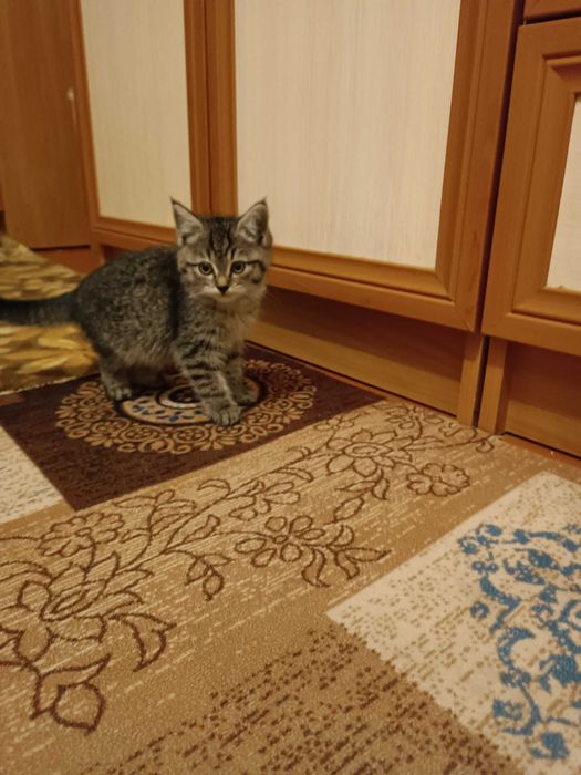 Котят в добрые руки