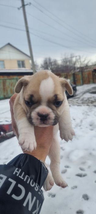 Французский бульдог