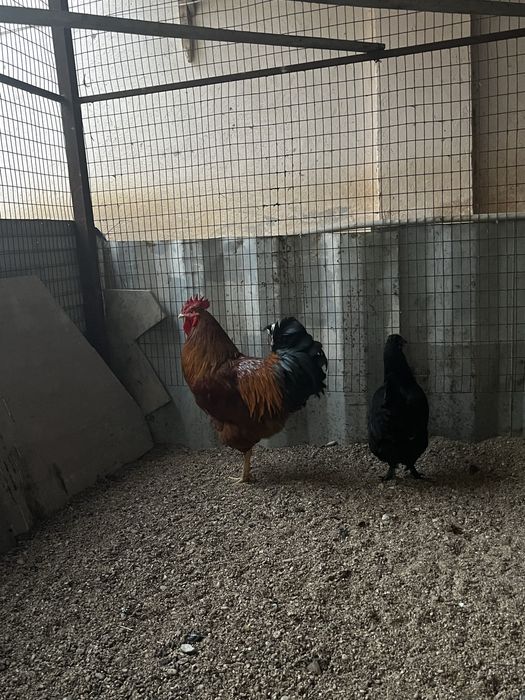 Ассалаумағалейкум