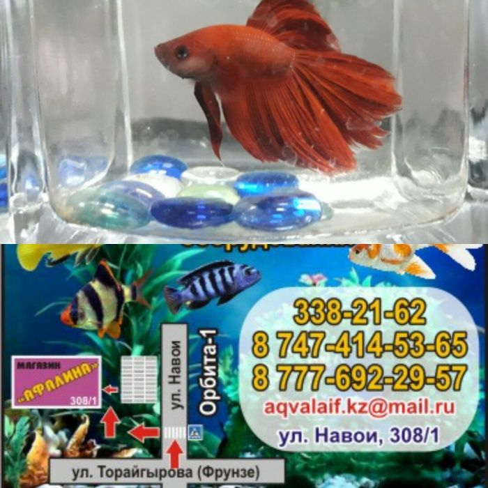 Аквариум подарок-круглый. р-н ул.Навои-Торайгырова