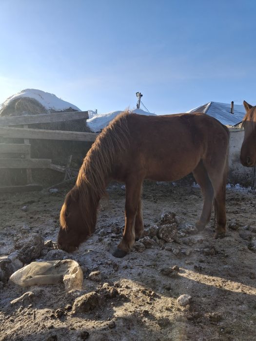 Продам Кабыл-Байтал 4 летки