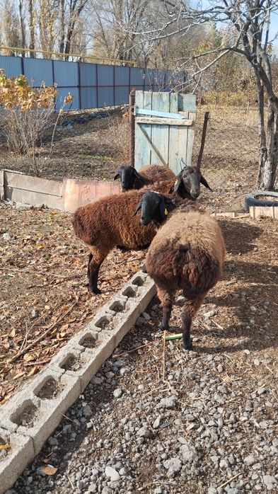 Продам баран! Срочно всех сразу.