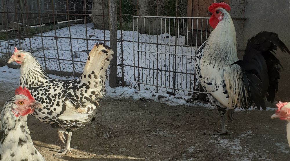 2perechi gaini tinere