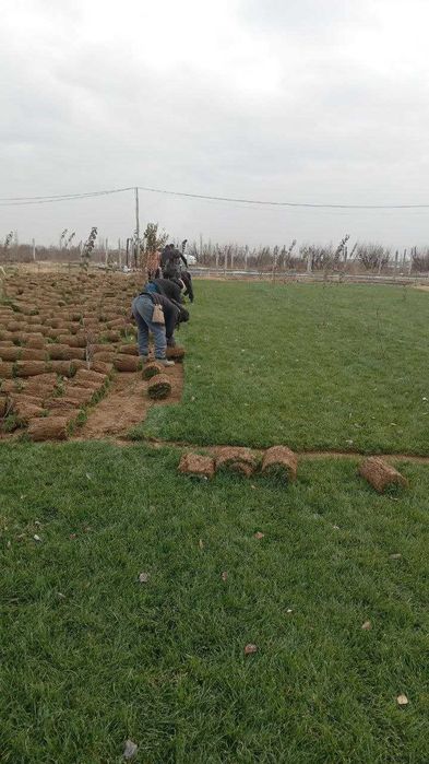 РУЛОННЫЙ ГАЗОН + доставка установка | Rulonli Gazon + yetkazib berish