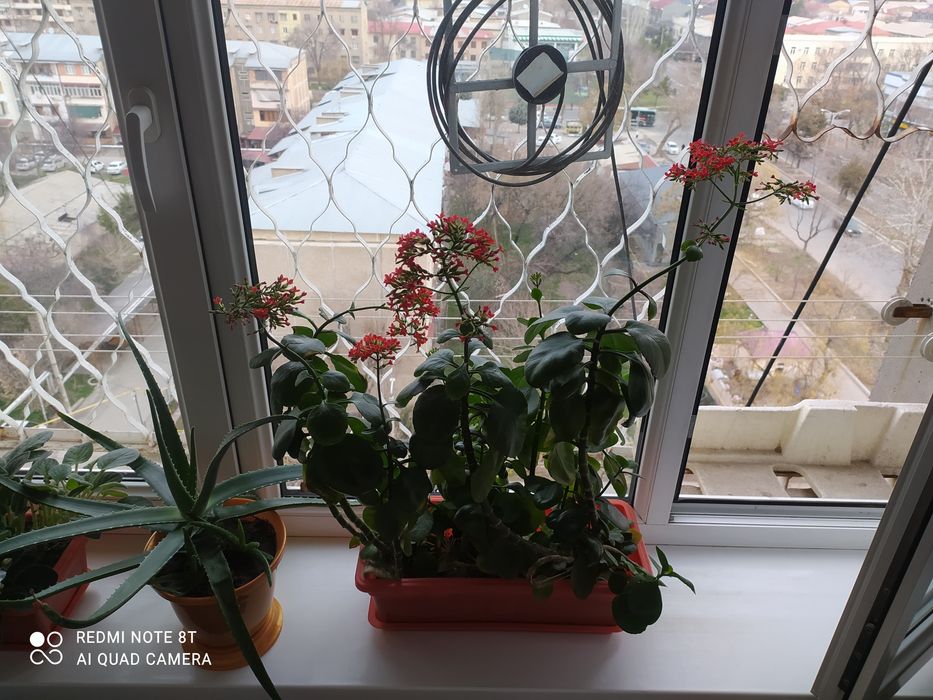 Растение королевские Каланхоэ