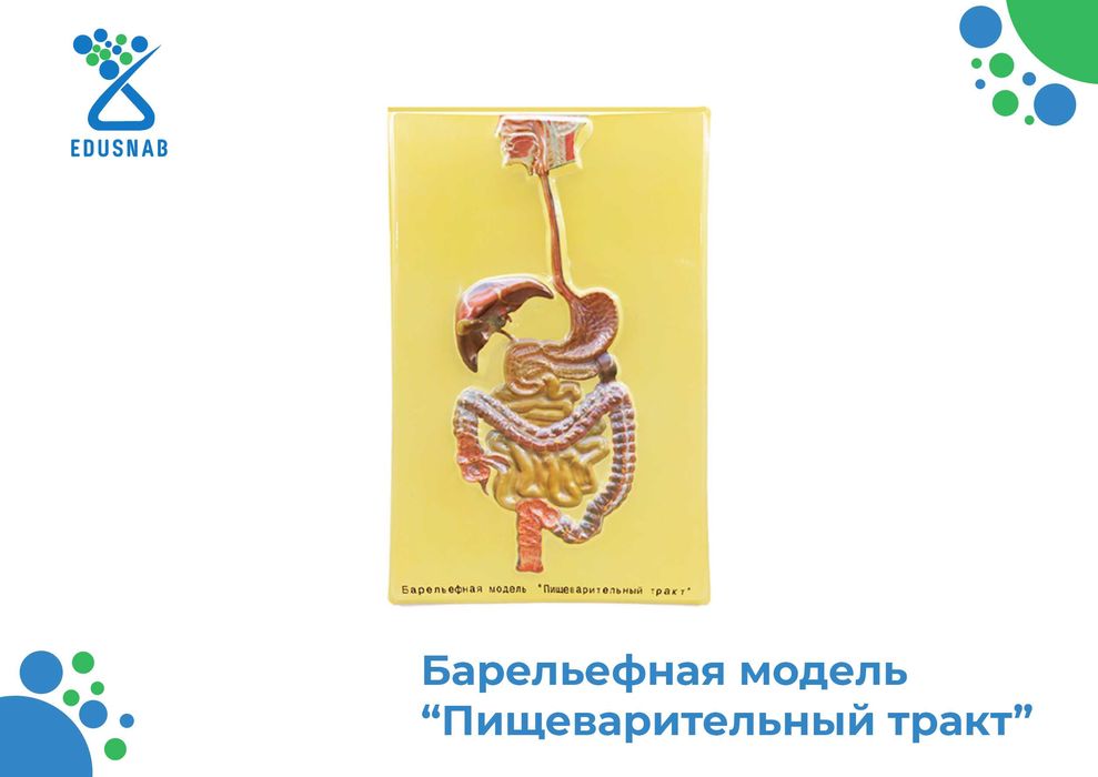 Барельефная модель / anatomik modellar/Tibbiy va ilmiy o‘quv asboblari