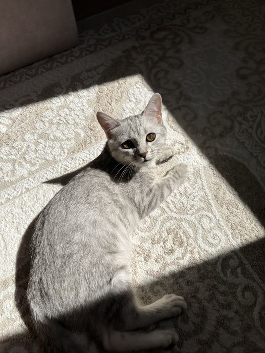 Продам котика Скоттиш-Страйт