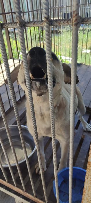 ПороДистЫе собачки и ДворЯне в отлове ЖдУт любящих хозяев