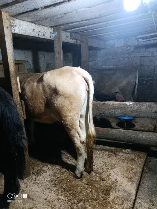 Vând Junca tânără