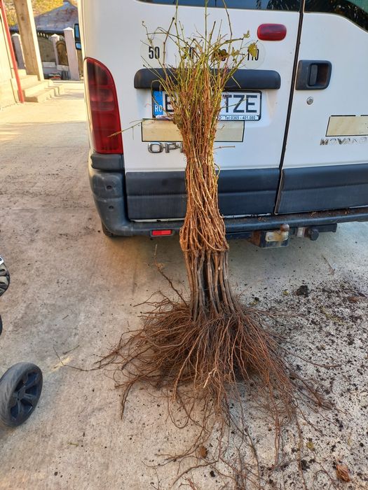 Butasi vita de vie anul 2 și anul  3