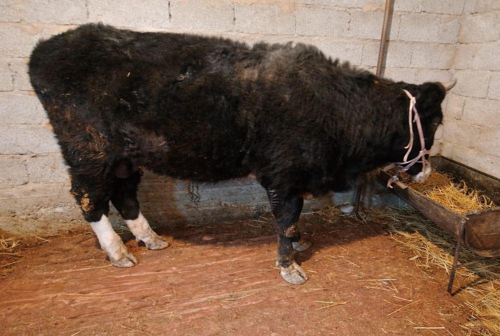 Бұқа 1 жасар сүйегі ірі