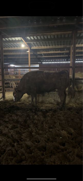 Мощный бык 2 года производитель