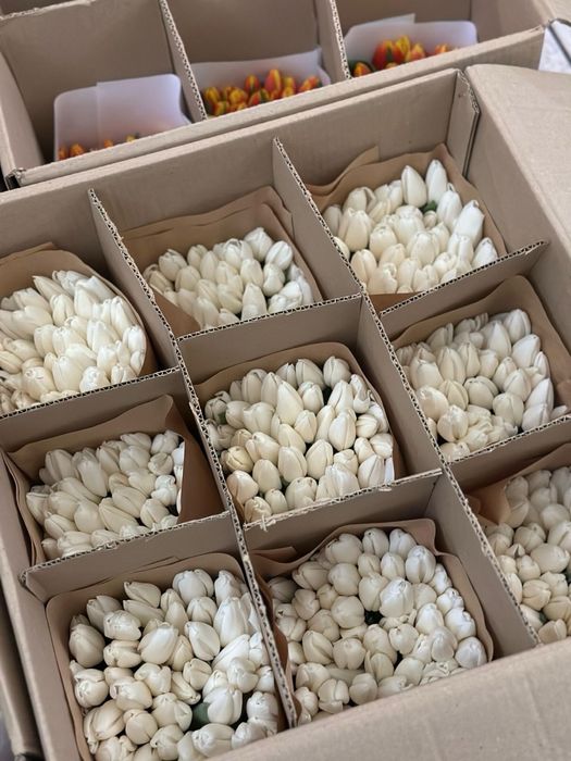 ТЮЛЬПАНЫ от 700 тг