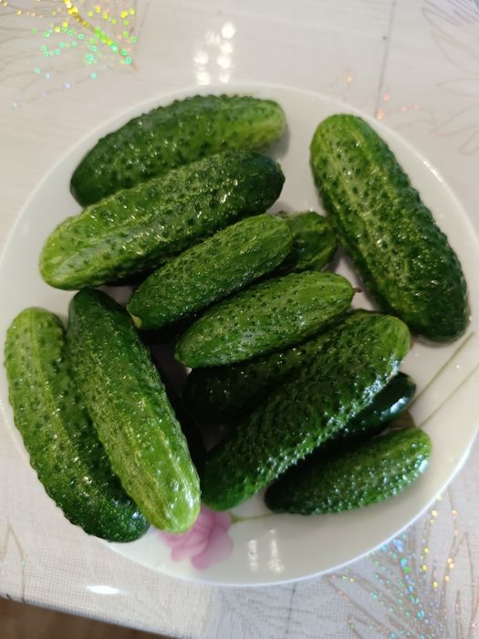 Продам домагние огурцы