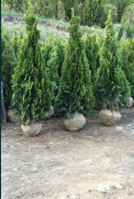 Magnolia grandiflora de mai multe dimensiuni, Magnolia soulangeana etc