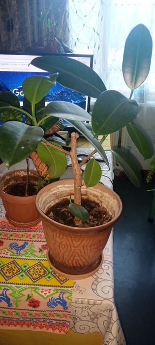 Фикус каучуконосный,