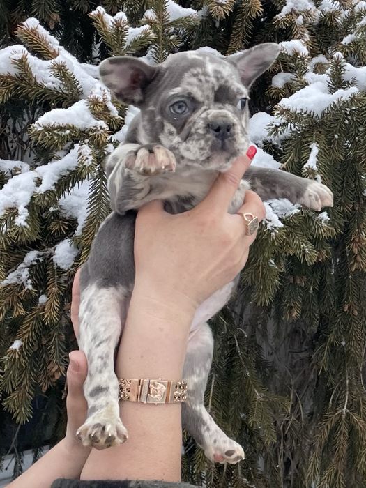 Щенки французского бульдога мерле