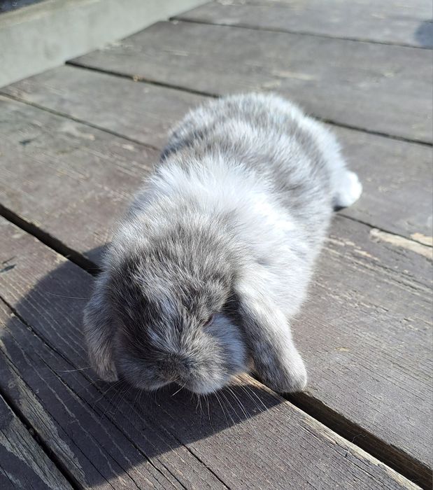 Mini lop ( berbec pitic)