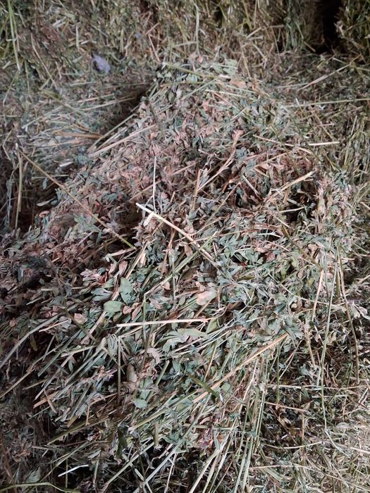 Vând baloti lucerna