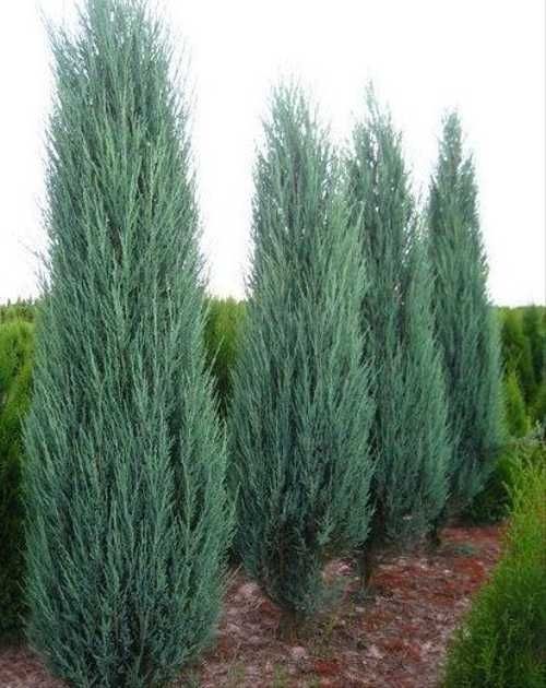 Озеленение территорий газон Полив