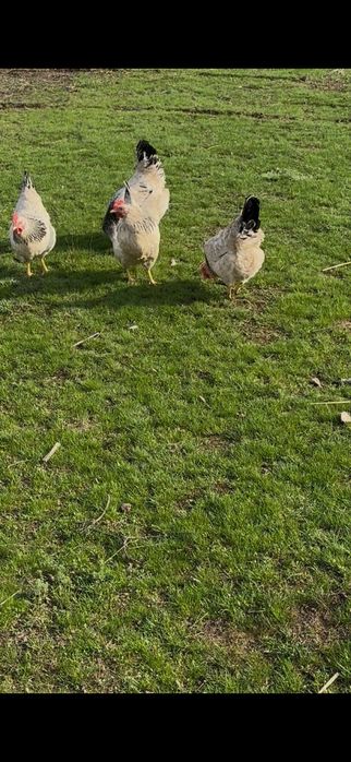 Адлер жұмыртқасын сатам