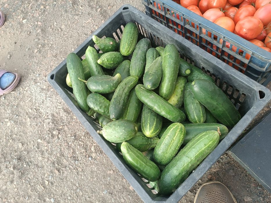 Продам домашние помидоры