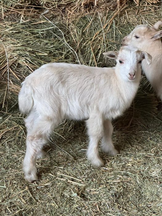 Пародисти лақтар