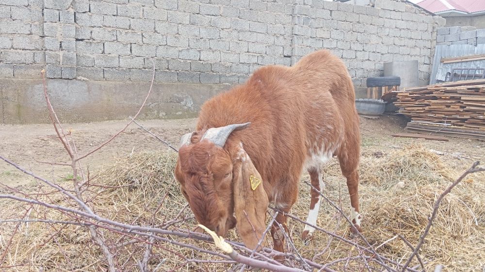 Битал теке сатылады