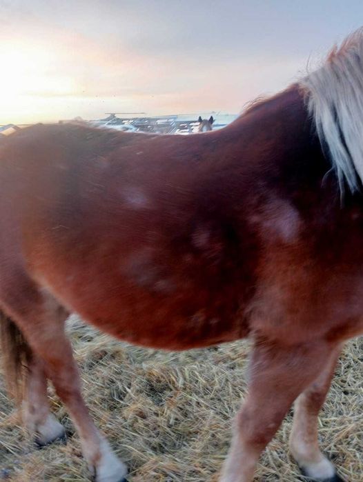 Кобылка на продажу